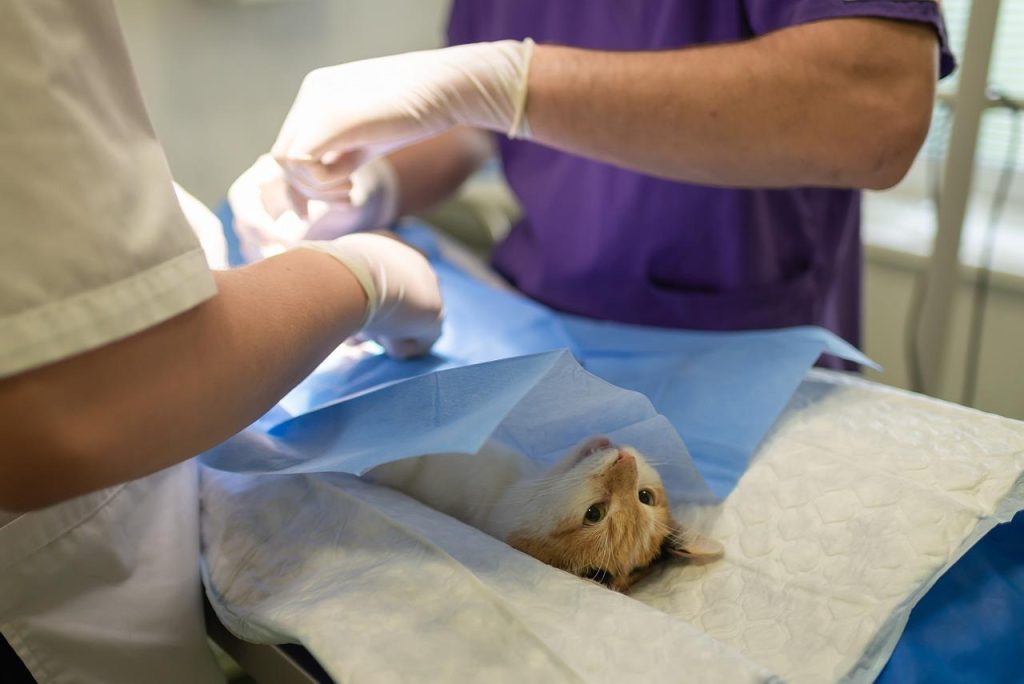 Dierenartszorg in Emmen: gids met informatie over dierenartsen, routine controles, vaccinaties en preventieve zorg voor huisd