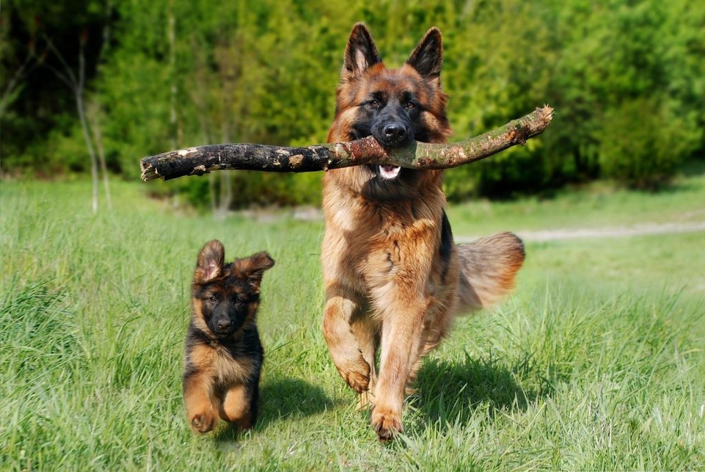 Over ons Hondenfokker in Weert toont gezonde puppy's in schone en veilige fokkerij omgeving